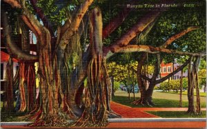 Banyan Tree Florida Linen East India Hindu Tichnor Quality Views Postcard