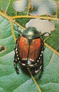 Japanese Beetle Chrome Postcard 