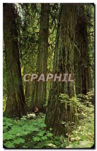 Modern Postcard Ross Creek Grove of Huge cedar Montana