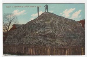 Cotton Seed Sacks Pyramid Farming 1910c postcard