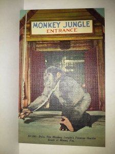 Bulu Monkey Jungle Famous Gorilla Miami FL Curteich postcard