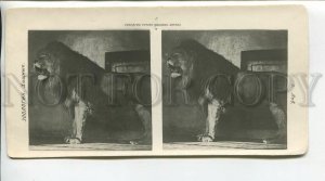 466064 1930-years USSR Moscow ZOO zoology predators lion Vintage STEREO PHOTO