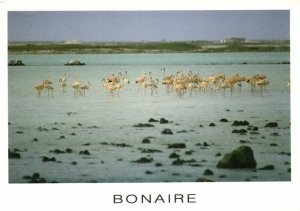 bonaire, N.A., Flamingos in old Saltpans (1990) Postcard