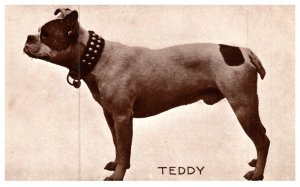 Dog ,Boxer , Teddy