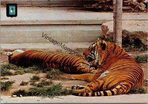 Tigers Zoologic Madrid Spain Postcard PC319