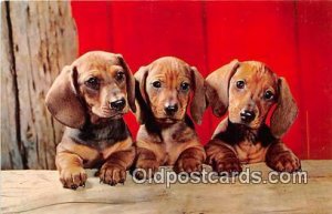 Dachshund Pups Alfred Mainzer, Inc Dog Unused 