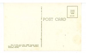 FL - Pandanus Fruit, Philodendron Blossom