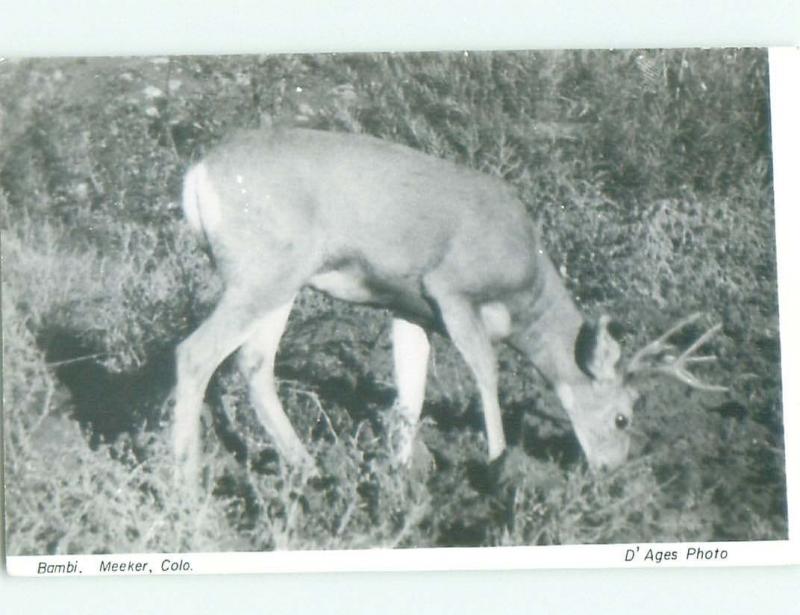 old rppc BABY DEER NAMED BAMBI Meeker Colorado CO i8811