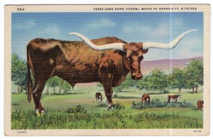 Texas Long Horn (Steer)