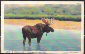US 1935 Bull Moose, Yellowstone National Park