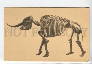 438740 USA Mastodon dinosaur skeleton in Los Angeles Vintage postcard