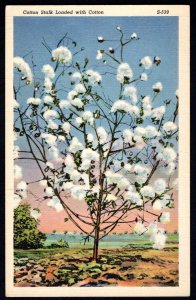 Cotton Stalk Loaded with Cotton Pub C.T. Cotton Picking Scenes - Linen