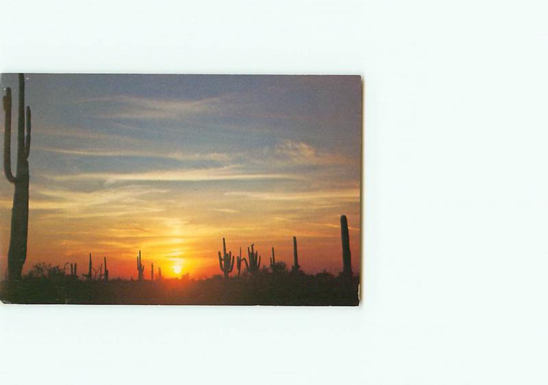 Vintage Postcard Sunset Desert Saguaro Cactus Southwestern Desert # 2944