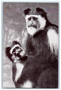 The American Museum Natural History White Mountain Colobus New York NY Postcard