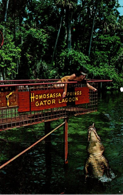 Alligator Homosassa Springs Gator Lagoon Indian Maiden Feeding Alligator Homo...