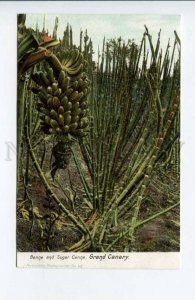 424401 Spain Canary Islands Banner and Sugar Cane Vintage postcard