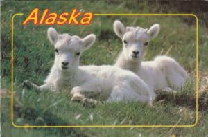 Alaska Baby Dall Sheep
