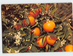 Postcard Branch of an Orange Tree, Blooming and Bearing Fruit, Florida