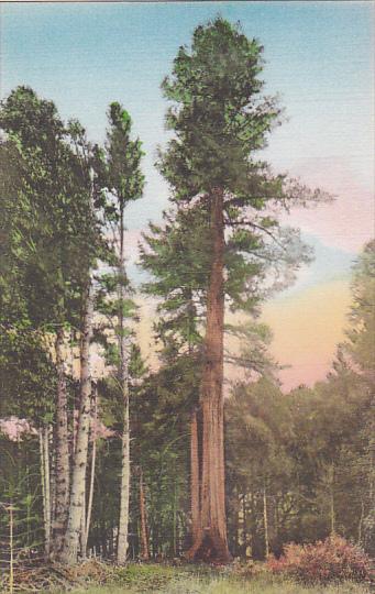 Coolidge Tree Coolidge Grove On The Redwood Highway California Handcolored Al...