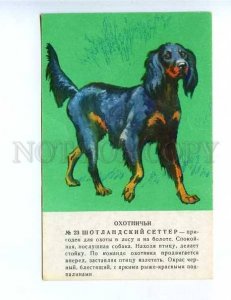 181761 setter by Glikman old postcard