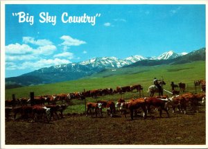 The Big Sky Country Hereford Calves Cowboy Horse Josh Ronneburg Montana Postcard