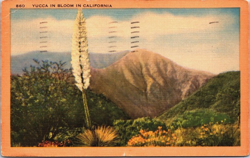USA California Yucca in Bloom Vintage Postcard C164