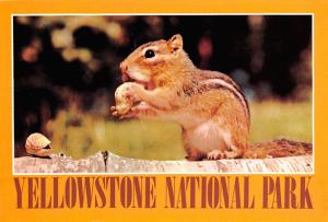 Yellowstone National Park - Wyoming