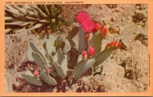 Beavertail Cactus In Bloom California