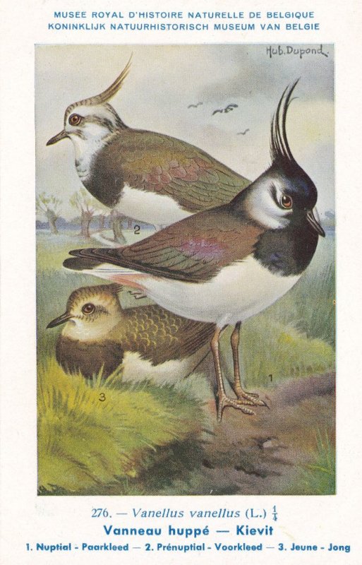 Northern Lapwing Vanellus Vanellus WW2 Bird Rare Postcard