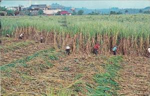 Cutting Sugar Cane In Perto Rico 1978