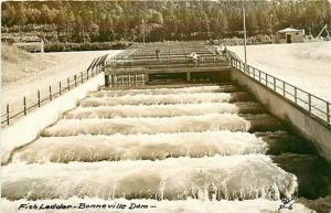 WA, Columbia River, Washington, Oregon, Bonneville Dam, Fish Ladder, No P6, RPPC