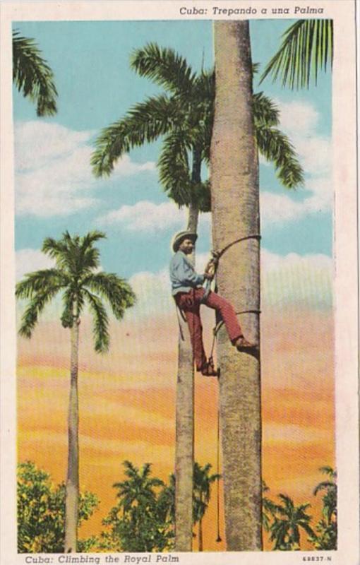 Cuba Native Climbing The Royal Palm