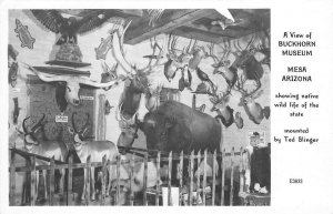 RPPC BUCKHORN MUSEUM Mesa, Arizona Hunting Trophies Ted Slinger 1948 Vintage