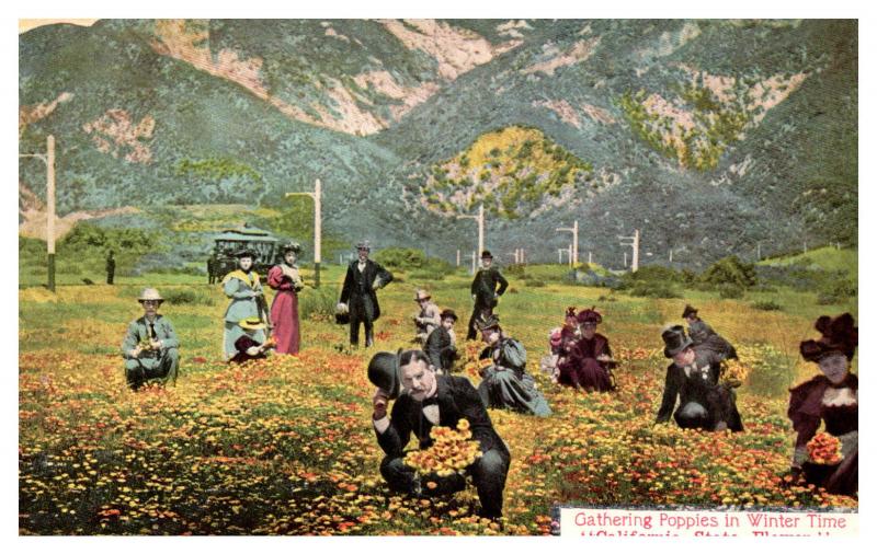 California , Tourist Gathering Poppies  in winter ,   1cent Balboa Stamp