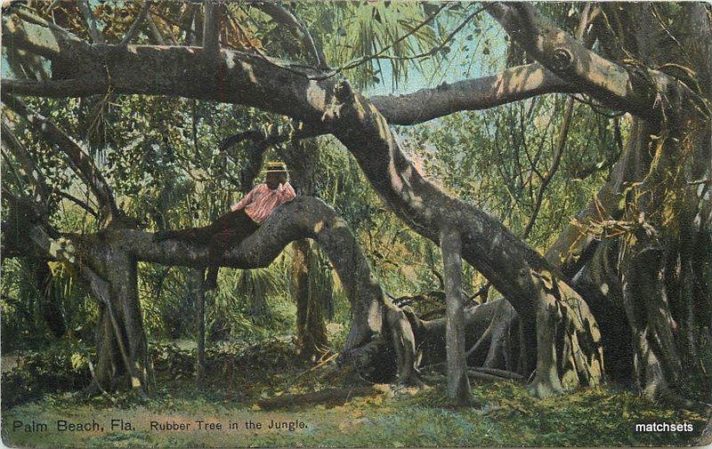 C1910 PALM BEACH FLORIDA Rubber Tree Jungle LEIGHTON Postcard 3903