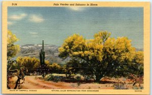 M-3275 Palo Verdes and Sahuaro in Bloom