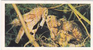 Brooke Bond Vintage Trade Card Woodland Wildlife 1980 No 34 Long Eared Owl