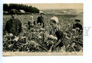 494642 FRANCE BRETON COSTUMES ROSCOFF SAINT-POL-DE-LEON Harvesting Artichokes