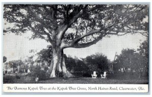 Clearwater Florida FL Postcard The Famous Kapok Tree At  Kapok Tree Grove c1960s