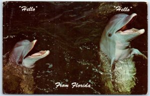 Postcard - Hello From Florida, Porpoises, Miami Seaquarium - Miami, Florida