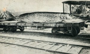 c. 1910 Exaggerated Giant Fish Train Car Postcard P31