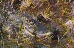 Alligator Everglades National Park Florida