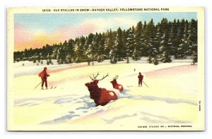 Elk Stalled In Snow Hayden Valley Yellowstone National Park c1956 Postcard