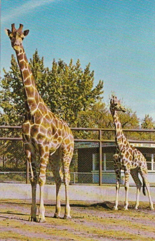 Canada Calgary Giraffes Katie & Charlie The Calgary Zoo