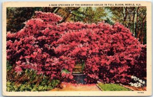 M-59138 A Rare Specimen Of The Gorgeous Azalea In Full Bloom Mobile Alabama