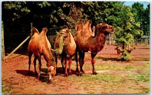 Postcard - Two-humped Bactrian Camels, Catskill Game Farm - Catskill, New York