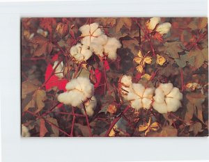 Postcard Cotton Balls, Ready to be picked in Eastern North Carolina