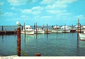 Vintage Postcard Seagulls & Boats Constant Companions Seen at New Jersey NJ