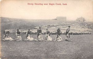 Maple Creek Saskatchewan Canada Sheep Shearing Farming Scene Postcard AA44159