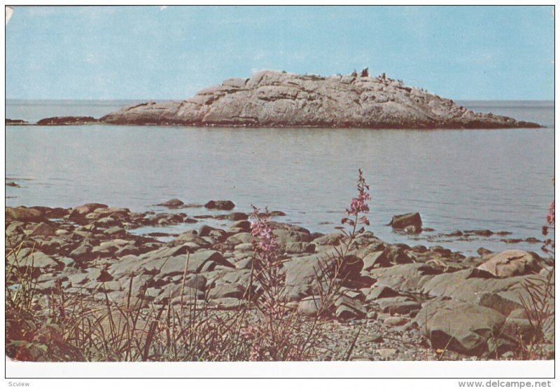 METIS BEACH, Quebec, Canada, PU-1989; La Roche Boule, A Nesting Ground For Ma...